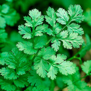 cilantro
